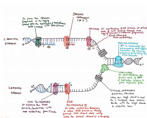 9.2: DNA Replication .